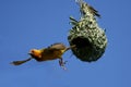 Cape Weaver leaving nest Royalty Free Stock Photo