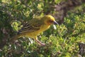 Cape Weaver