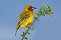 Cape weaver Royalty Free Stock Photo