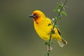 Cape weaver Royalty Free Stock Photo