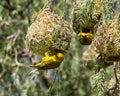 Cape Weaver Royalty Free Stock Photo