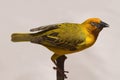 Cape Weaver