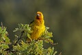 A male Cape weaver perched on a branch, South Africa