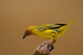 Cape Weaver perched on rock Royalty Free Stock Photo