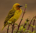 Cape Weaver perching on Spekboom. Royalty Free Stock Photo