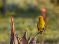 Cape Weaver, Ploceus capensis, sitting on cactus looking left