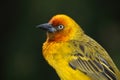 Cape weaver portrait