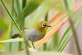 Cape White-Eye