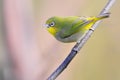 Cape White-eye