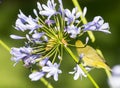 Cape White-eye and agapanthus Royalty Free Stock Photo