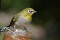 Cape White Eye Bird Royalty Free Stock Photo