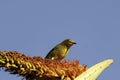 Cape White Eye bird, on Aloe branch