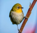 Cape White-eye