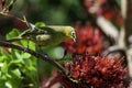 Cape White Eye Bird, South Africa, on Red Boerbean tree