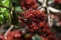 Cape White Eye Bird, South Africa, on Red Boerbean tree