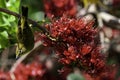 Cape White Eye Bird, South Africa, on Red Boerbean tree