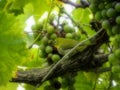 Cape White Eye eating grapes