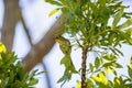 Cape White Eye in tree