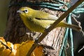 Cape White-eye (Zosterops pallidus)