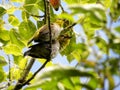 Cape White-eyes