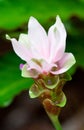 Cape York Lily Flower