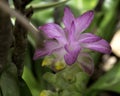 Cape York Lily