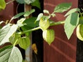 Capegooseberry Royalty Free Stock Photo