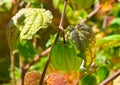 Capegooseberry tree Royalty Free Stock Photo