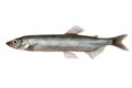 Capelin Royalty Free Stock Photo