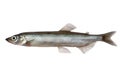 Capelin