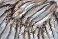 Capelin Royalty Free Stock Photo