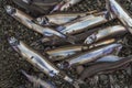 Capelin on the beach in Newfoundland