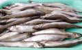 capelin fish fresh bought in the market for frying cooking