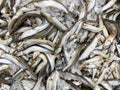 Capelin fish on ice for sale Royalty Free Stock Photo