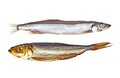 Capelin fish and smoked sprat isolated on white background Royalty Free Stock Photo