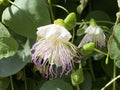 Caper bush Capparis spinosa, Flinders rose, Echte Kapernstrauch, Dorniger Kapernstrauch, Trnoviti kapar ili Bodljikava kapara Royalty Free Stock Photo