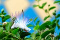 Caper bush flower close up Royalty Free Stock Photo