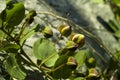 Caper (Capparis spinosa) Royalty Free Stock Photo