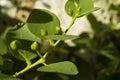 Caper (Capparis spinosa) Royalty Free Stock Photo