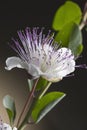 Caper flower Royalty Free Stock Photo