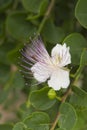 Caper Flower Royalty Free Stock Photo