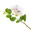 Caper flower Royalty Free Stock Photo