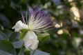 Caper flower (Capparis spinosa) bloomed out