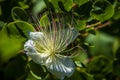 Caper flower Royalty Free Stock Photo