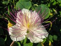 Caper flower close-up with stamens.