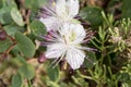 Caper flower in the Gozitan countryside, Malta Royalty Free Stock Photo