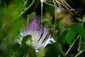 Caper flower with purple stamens Royalty Free Stock Photo
