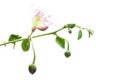 Caper plant. Capparis spinosa on white background