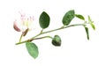 Caper plant on white. Capparis spinosa branch