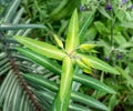 Caper spurge, Euphorbia lathyris Royalty Free Stock Photo